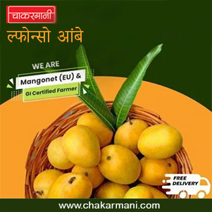 Devgad Prince Ambe: 1 Dozen